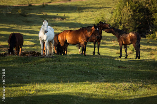 Beautiful horses on a green landscape. Comanesti, Romania. photo