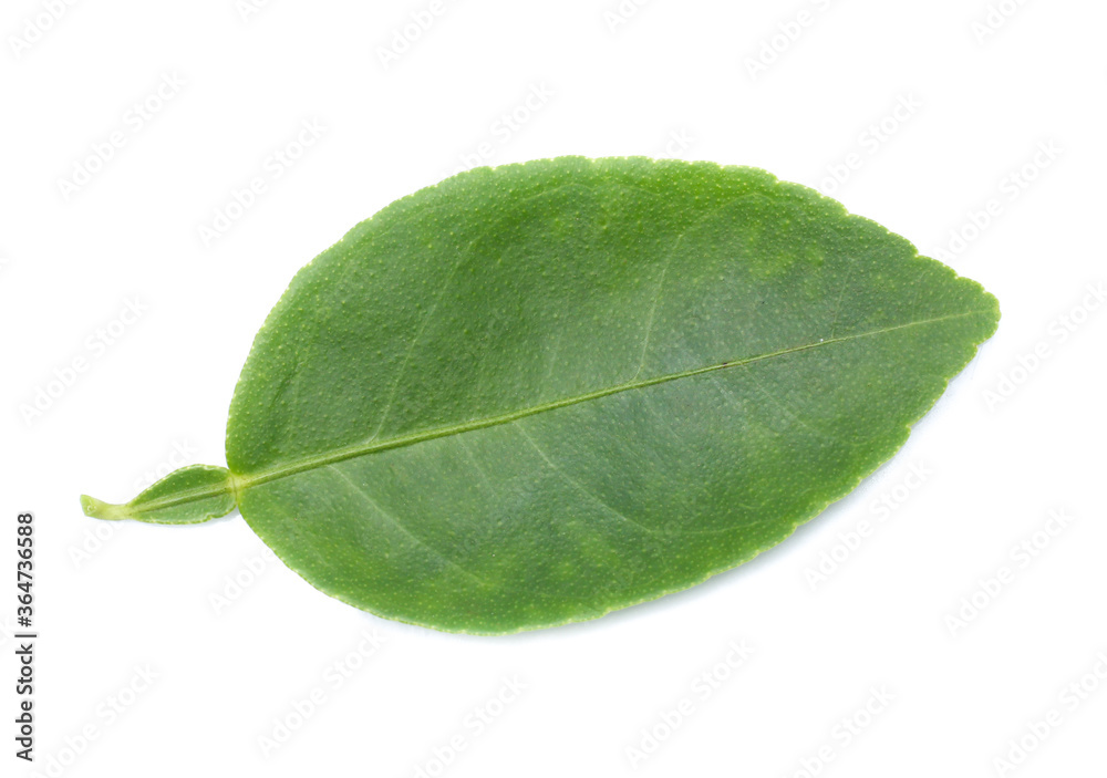 Obraz premium Fresh lemon leaves isolated over white background