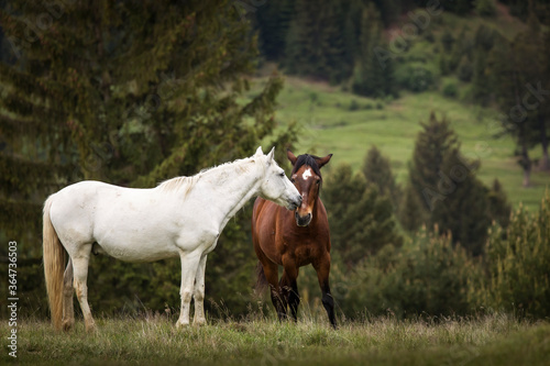 Beautiful two horses playing on a green landscape with fir trees in background. Comanesti  Romania.