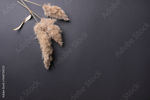 Photography Branch of cane on black background , with copy space