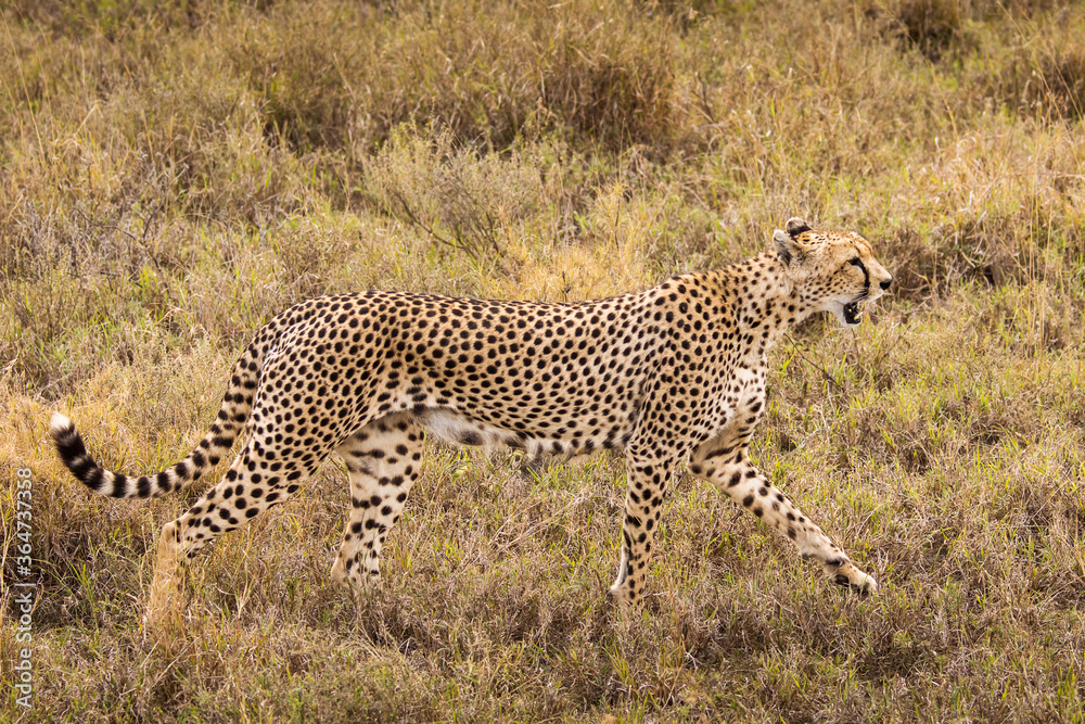 Obraz premium Cheetah in the grass during safari at Serengeti National Park in Tanzania. Wild nature of Africa..