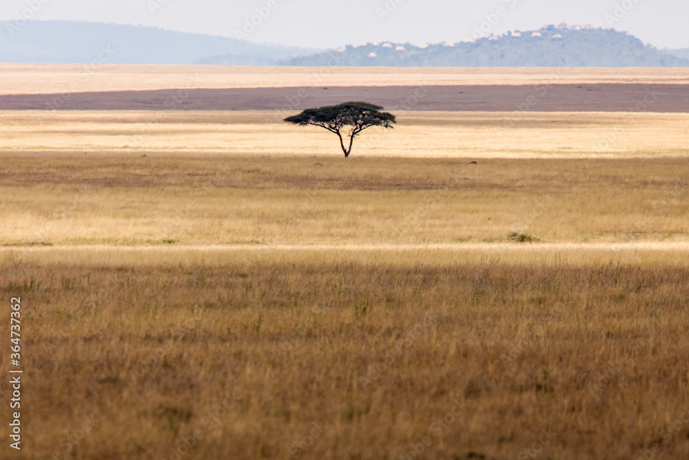 Beautiful single tree in landscape during safari in Serengeti National Park of Tanzania. Wilde nature of Africa Beautiful single tree in landscape during safari in Serengeti National Park of Tanzania. Wilde nature of Africa