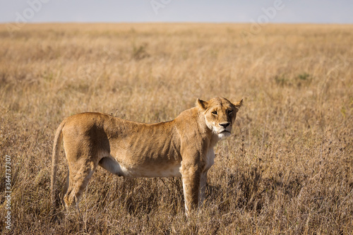 Closeup of a lioness resting in the grass during safari in Serengeti National Park  Tanzania. Wild nature of Africa..