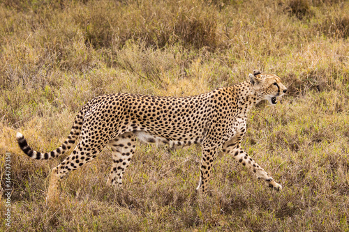 Cheetah in the grass during safari at Serengeti National Park in Tanzania. Wild nature of Africa.. © danmir12