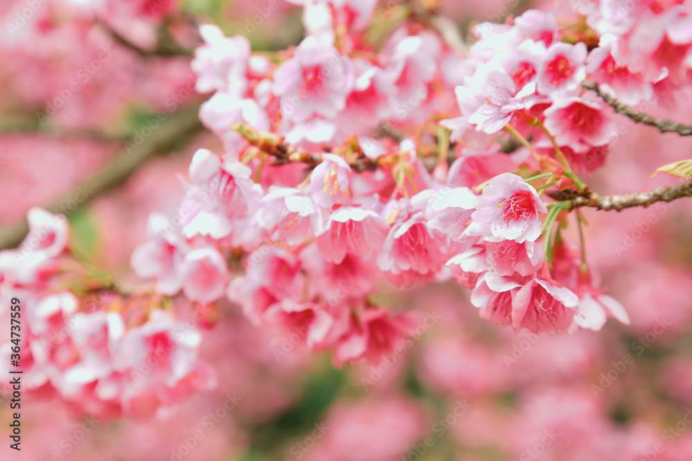 Vintage sakura or cherry blossom