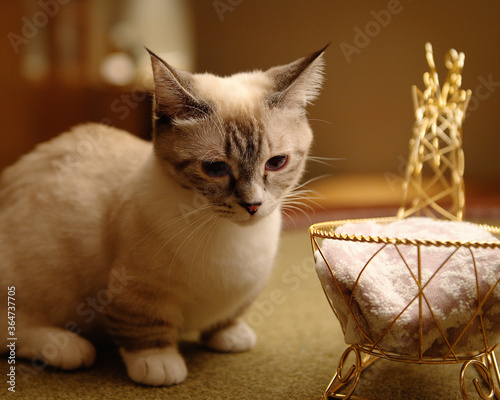 室内の猫（少し悲し気）