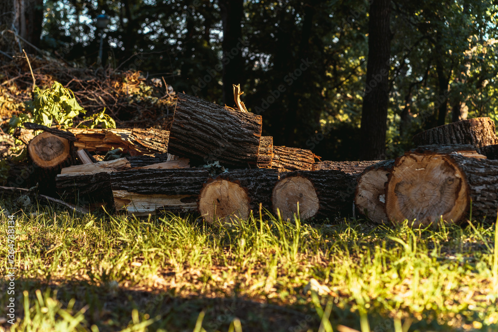 Tree Stumps as Park Benches. Rest place. Felled tree in the forest. Tree Stumps as Park Benches. Rest place. Felled tree in the forest.
