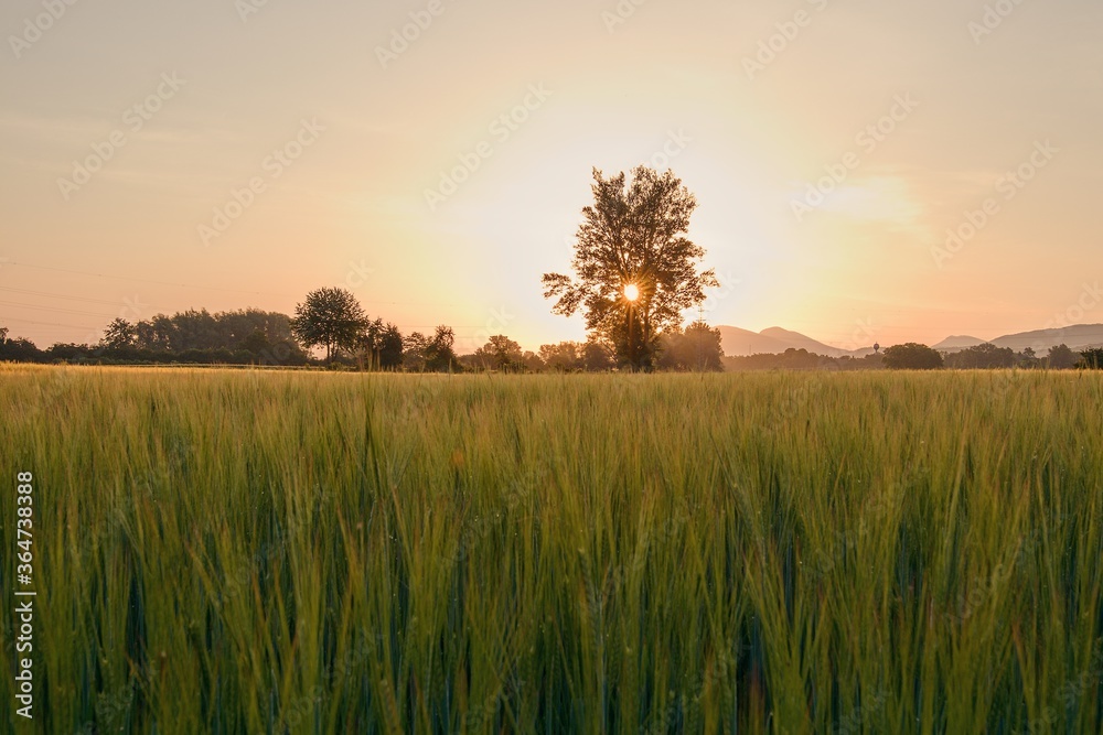 sunrise in the field