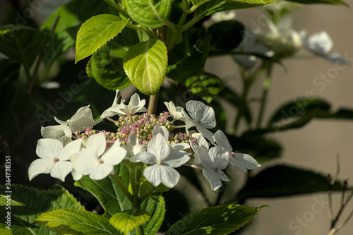 white flowers