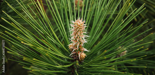 Cones in clusters in the spring on the branches of needles