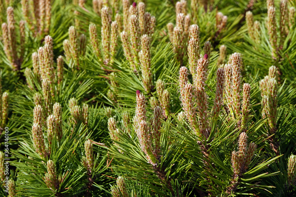 Coniferous branches Coniferous branches