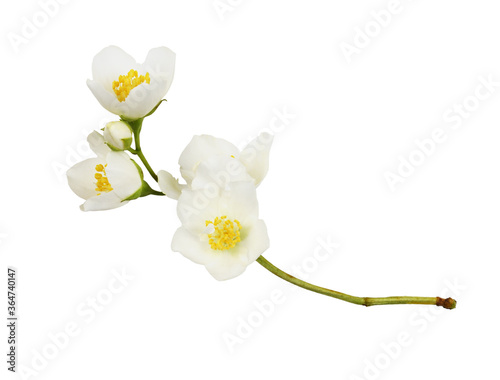 Jasmine (Philadelphus) flowers