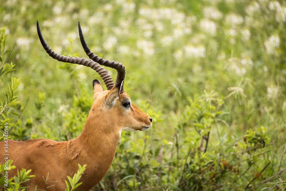 Closeup of Impala image taken on Safari located in the Tarangire, National park, Tanzania. Closeup of Impala image taken on Safari located in the Tarangire, National park, Tanzania.