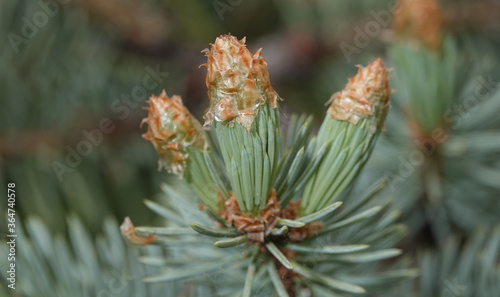 Conifers with cones in the form of a flower