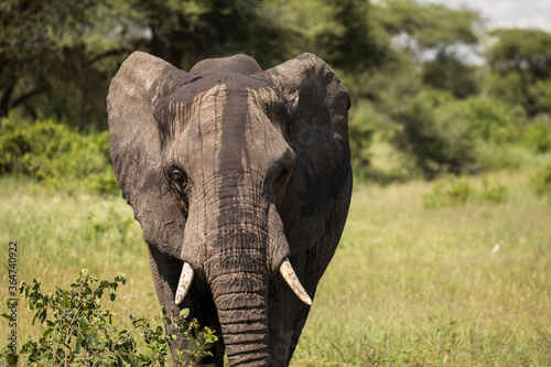 Photography Beautiful elephants during safari in Tarangire National Park, Tanzania