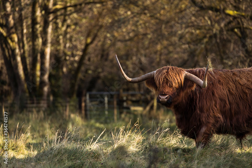 Furry highland cow in Isle of Skye, Scotland.