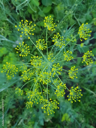 Dill seeds on its branches