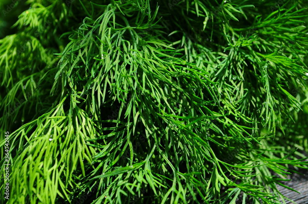 fresh green dill background. fresh green dill texture. top view