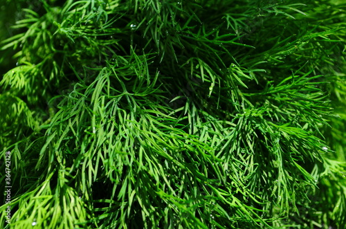 fresh green dill background. fresh green dill texture. top view