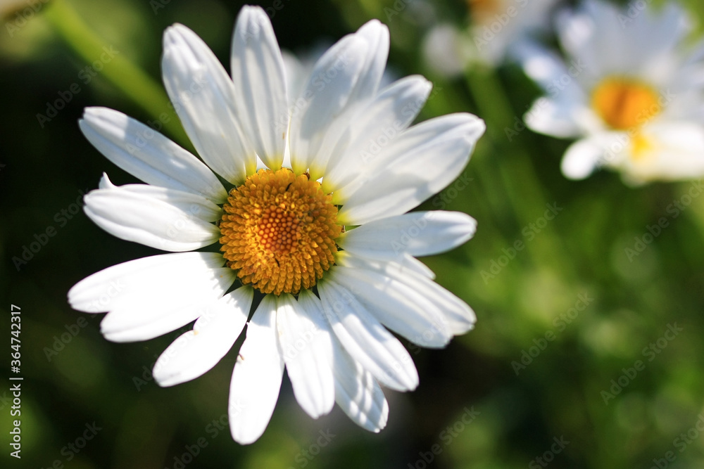 White chamomile flower in the garden White chamomile flower in the garden