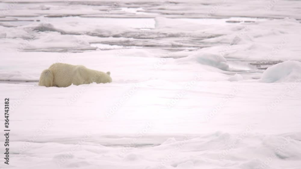 A thin starved polar bear (Ursus maritimus) shakes and lying resting on the ice A thin starved polar bear (Ursus maritimus) shakes and lying resting on the ice