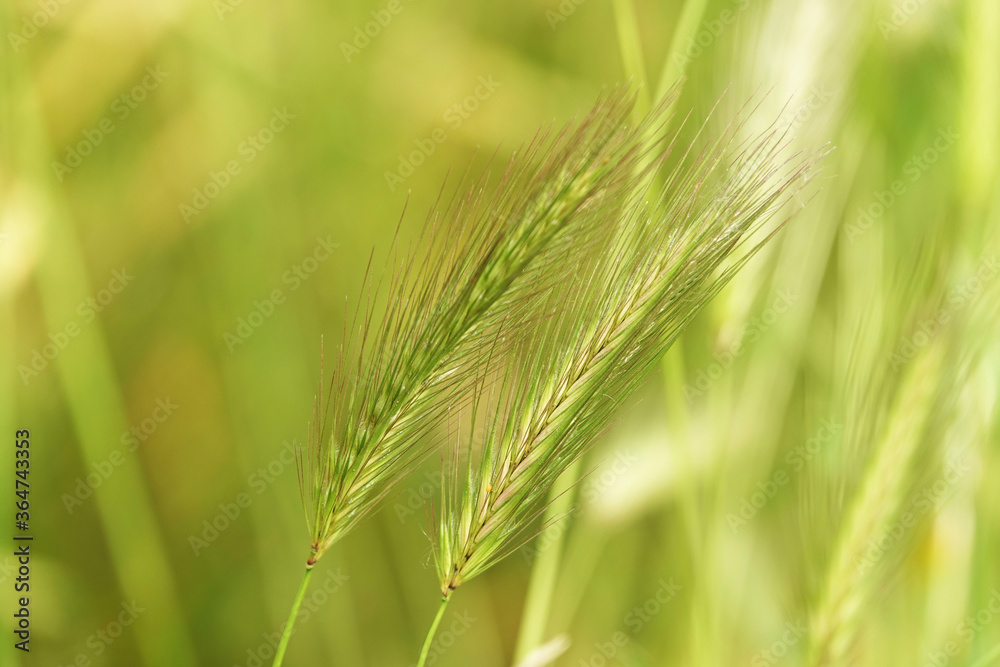 Mouse Barley Plant - Hordeum marinum Mouse Barley Plant - Hordeum marinum