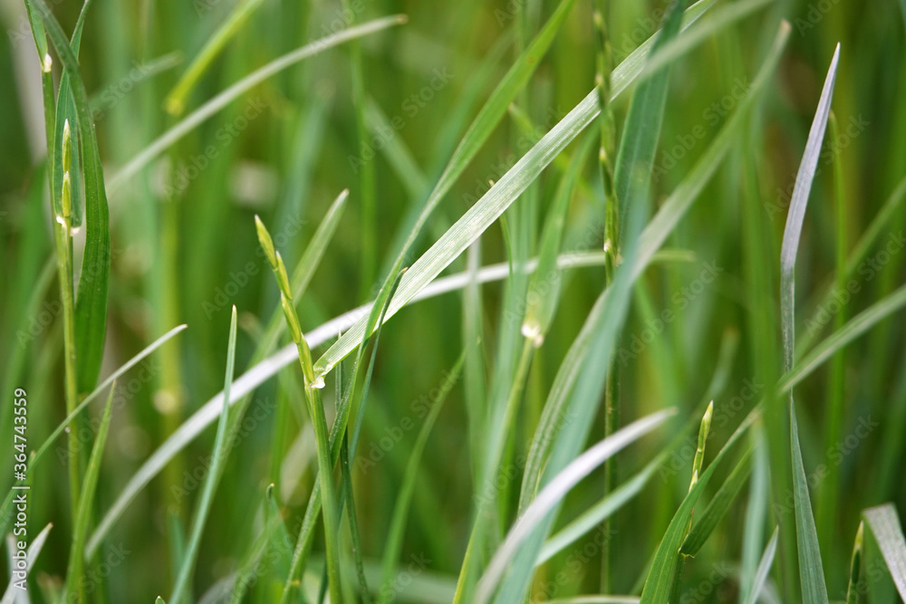 Green grass Green grass