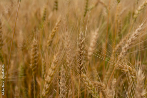 fuzzy beige natural background ears of wheat © Ольга