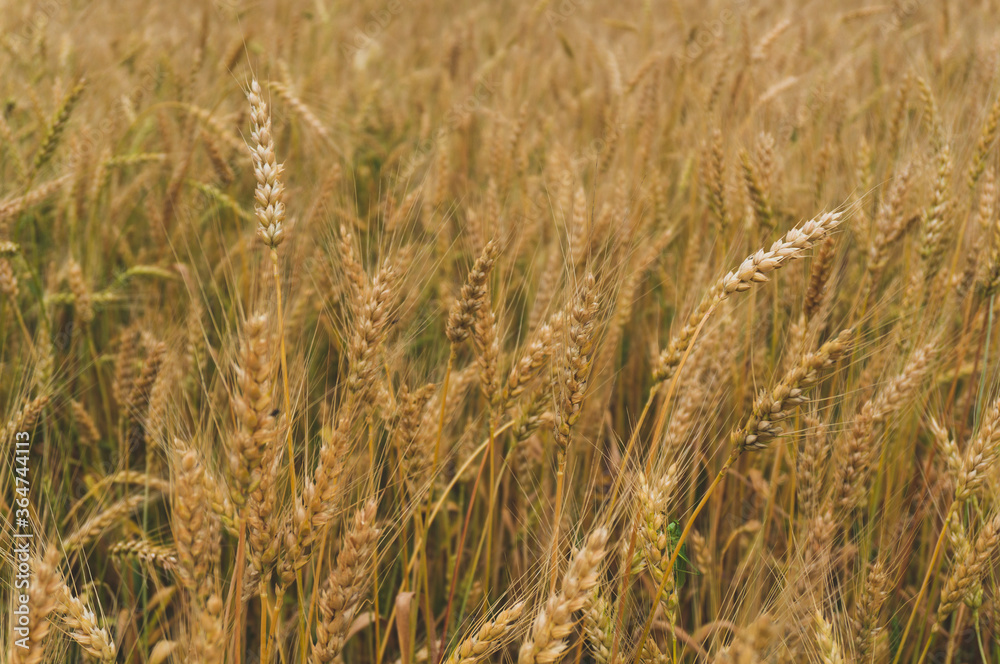 background of fluffy ears on the field background of fluffy ears on the field