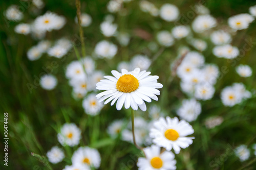 field of daisy flowers  outside sunset  sping time