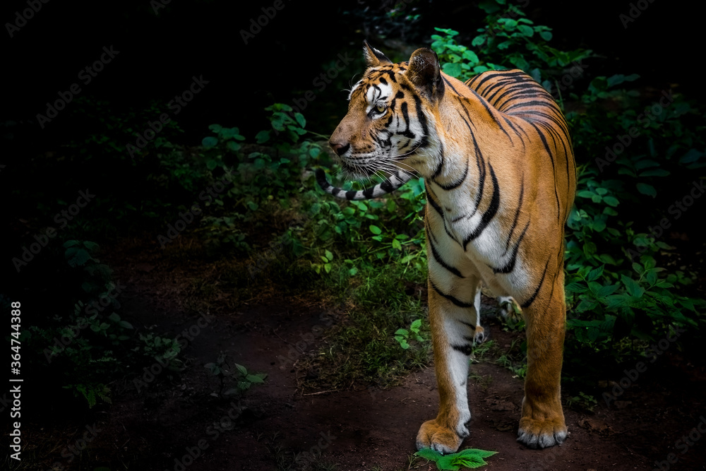 Fototapeta premium A tiger in a forest on a black background shows in the zoo.