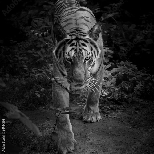 A tiger in a forest on a black background shows in the zoo. © titipong8176734