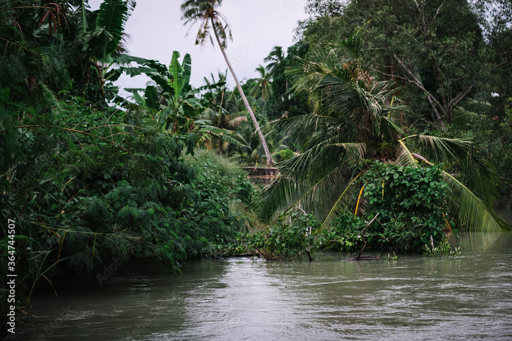 countryside senery, calm flow of a river with coconut palm tree at the riverbank countryside senery, calm flow of a river with coconut palm tree at the riverbank