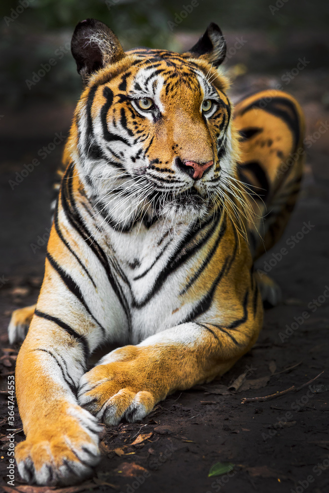 A tiger in a forest on a black background shows in the zoo. A tiger in a forest on a black background shows in the zoo.
