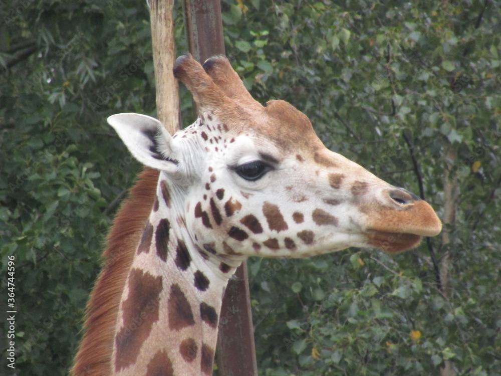 Fototapeta premium Giraffe 1