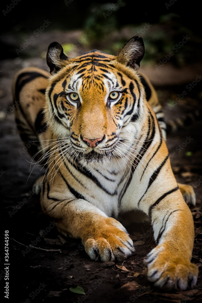Obraz premium A tiger in a forest on a black background shows in the zoo.