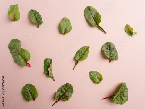 Mangold or swiss chard leaves on pink background