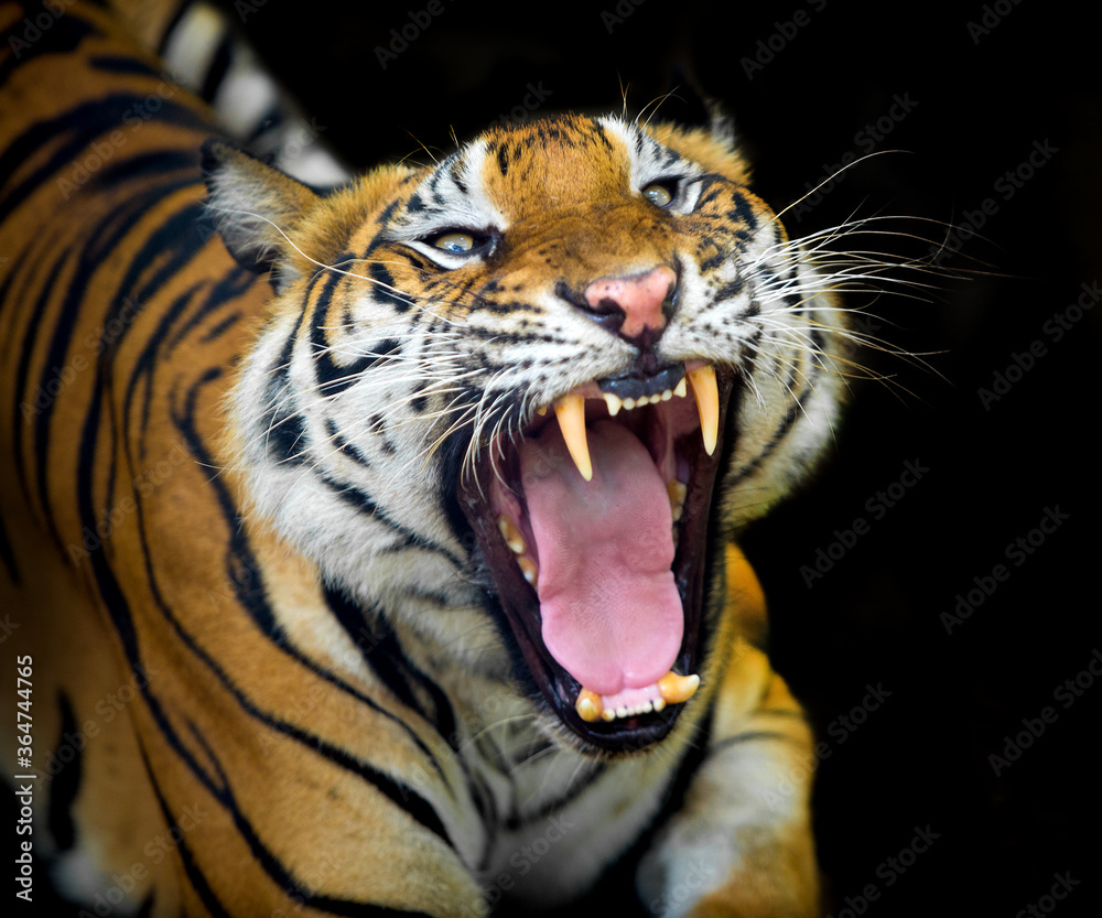 Obraz premium The tiger roars and sees fangs preparing to fight or defend.