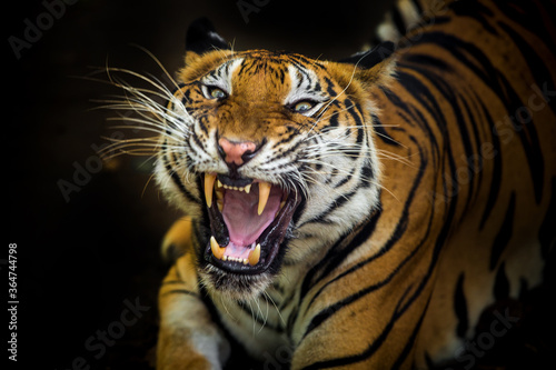 The tiger roars and sees fangs preparing to fight or defend. © titipong8176734