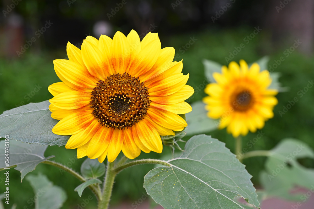 2020年の東京の街で咲く小さなヒマワリの花