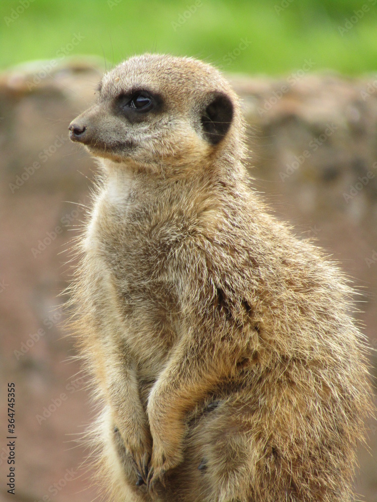 Meerkat 3 Meerkat 3