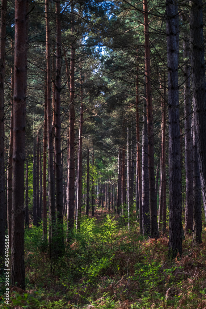 Heath Warren Wood Bramshill Hampshire, colourful woodland scenes