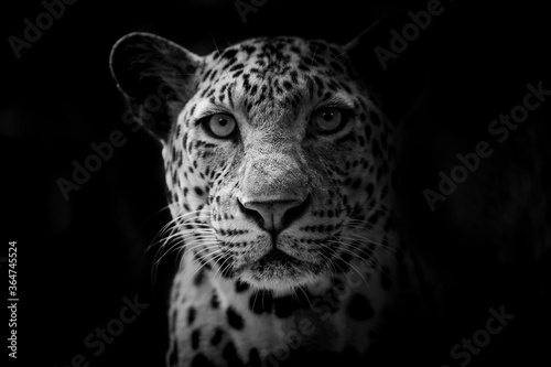 The leopard looks beautiful on a black background. photo