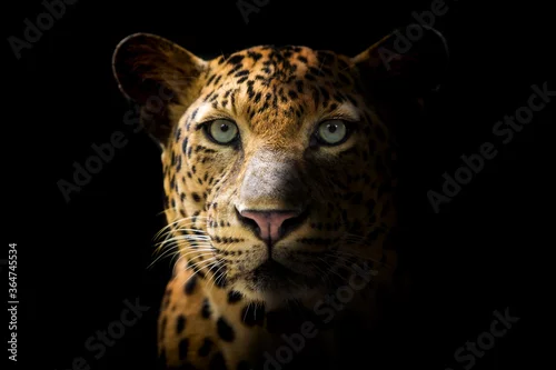 Obraz The leopard looks beautiful on a black background.