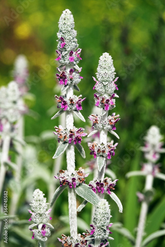 Stachis plant Woolly - Ovine ears - Chistets Byzantine