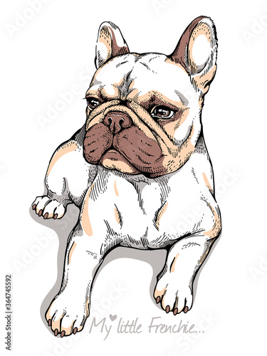Cute french bulldog sketch. Drawn dog. 