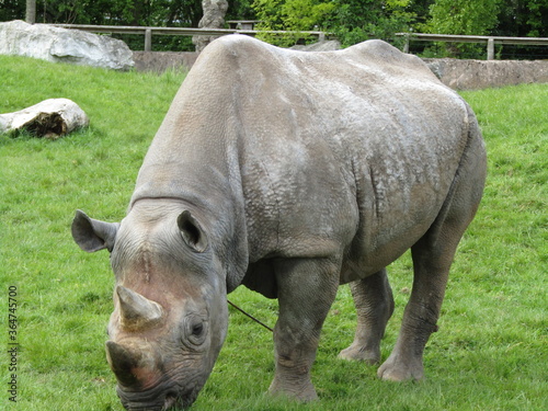 Rhino 3