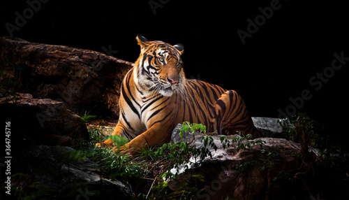 Photography A tiger in a forest on a black background shows in the zoo.