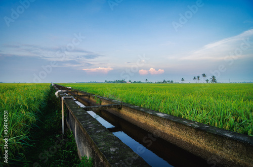 Fototapeta Naklejka Na Ścianę i Meble -  Peaceful view, paddy field scenery in Selangor State, Malaysia againts blue sky and cloudy sky