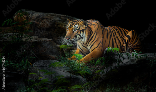 A tiger in a forest on a black background shows in the zoo.